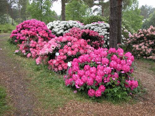 Rhododendron yakushimanum-hybrider